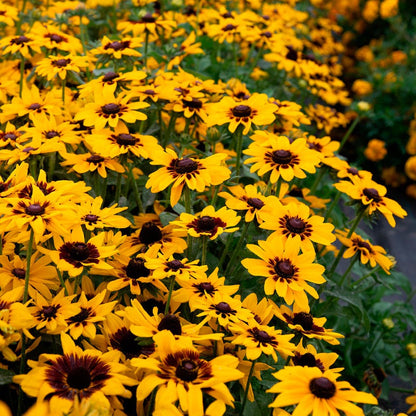 Pawnee Spirit Rudbeckia Seeds