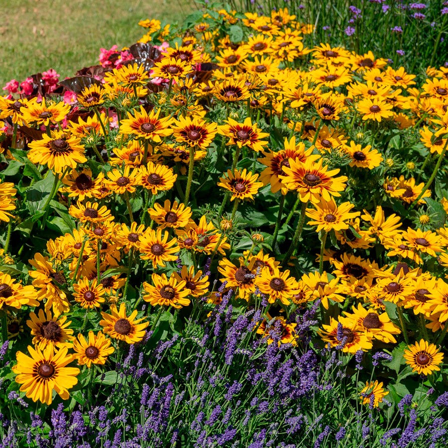 Pawnee Spirit Rudbeckia Seeds