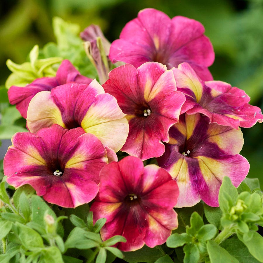 Shake™ Raspberry Petunia Seeds – Park Seed