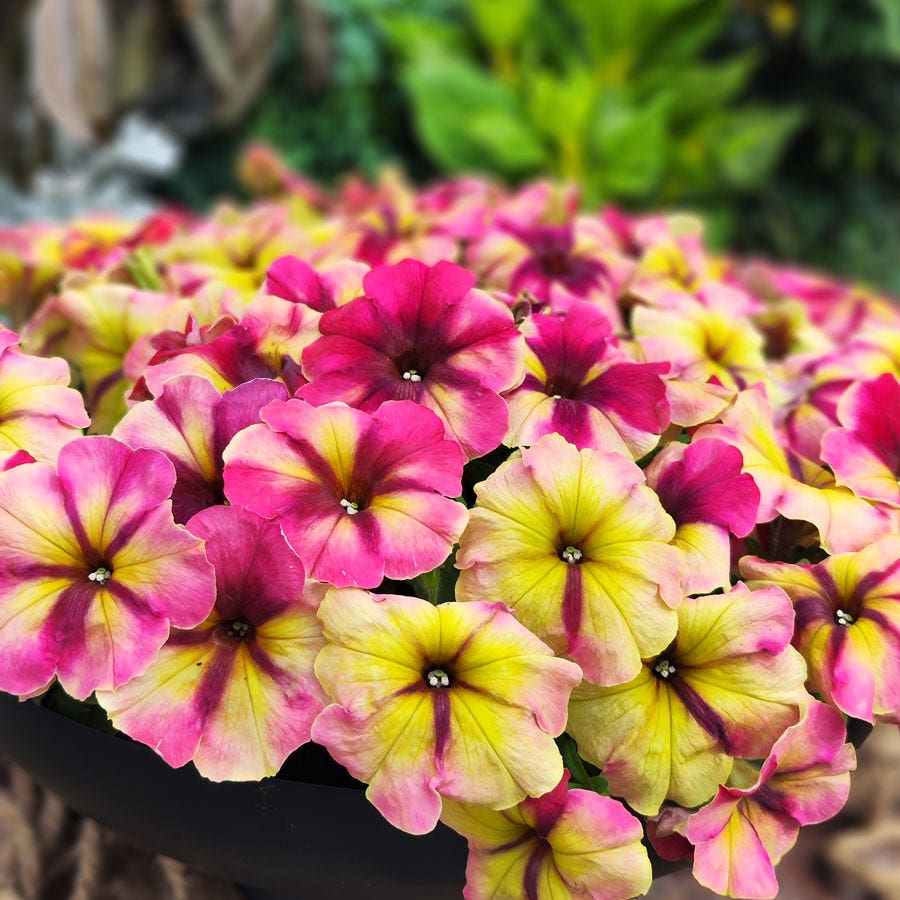 Shake™ Raspberry Petunia Seeds