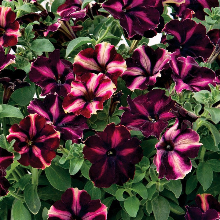 Petunia Seeds For Sale | Shop +100 Varieties – Park Seed