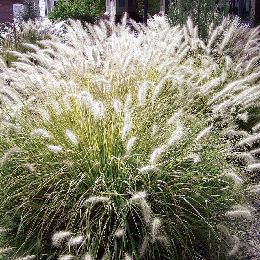 Fluffy Feathertop Grass Seeds