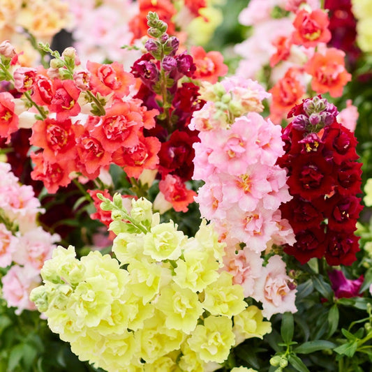 DoubleShot™ Mix Snapdragon Seeds