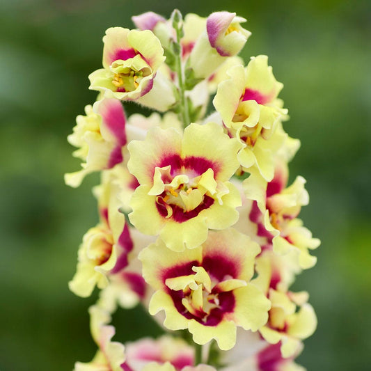 DoubleShot™ Yellow Red Heart Snapdragon Seeds