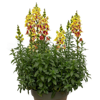 DoubleShot™ Yellow Red Heart Snapdragon Seeds