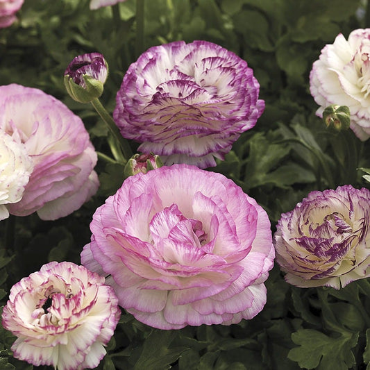 Mache™ Bicolor Mix Ranunculus Seeds