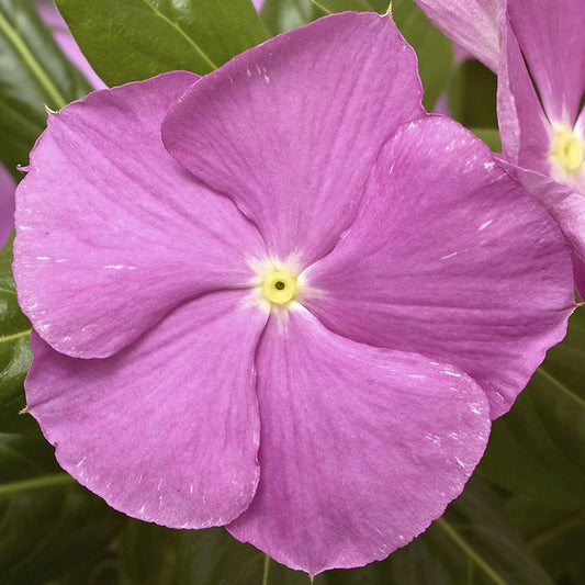 Cora® Cascade XDR Lavender with Eye Vinca Seeds