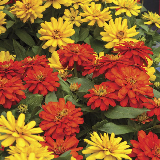 Zydeco™ Fire Zinnia Seeds