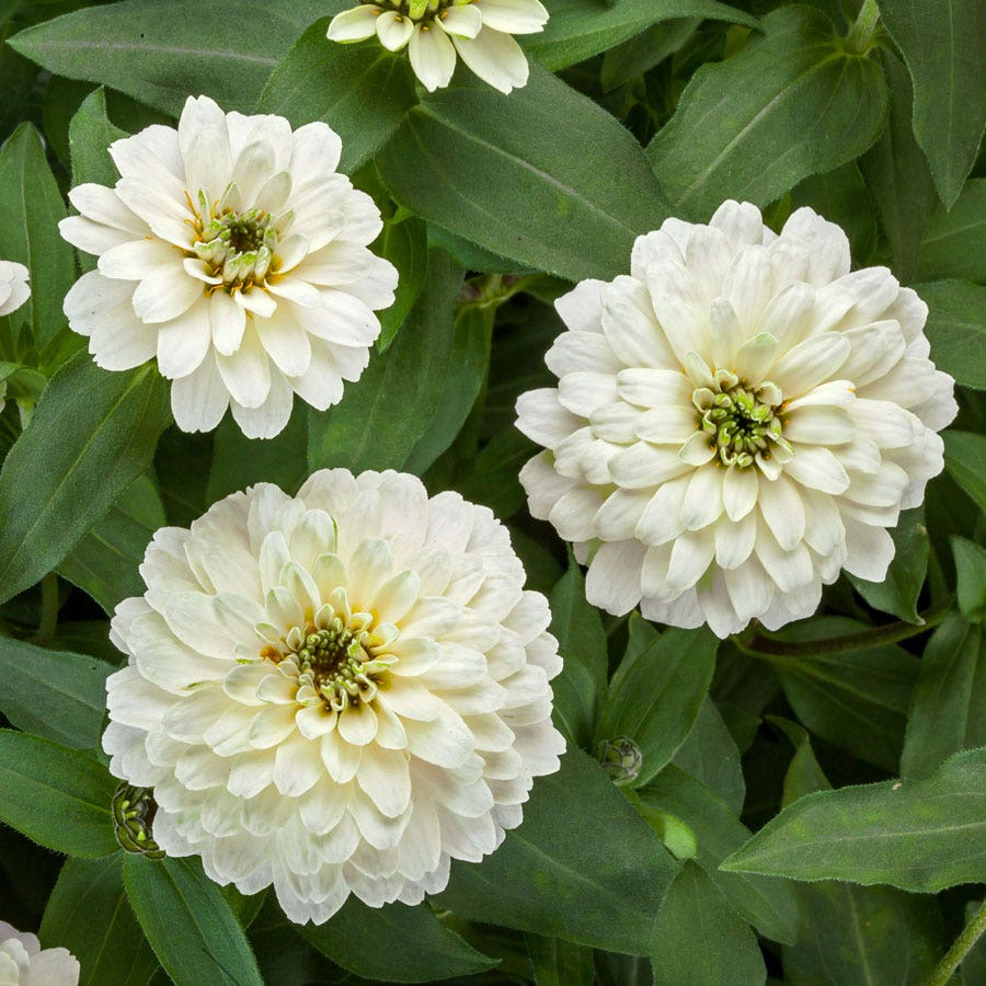 Zydeco™ White Zinnia Seeds