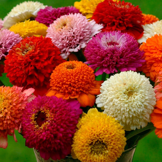 'Zinderella Mix' Zinnia Seeds