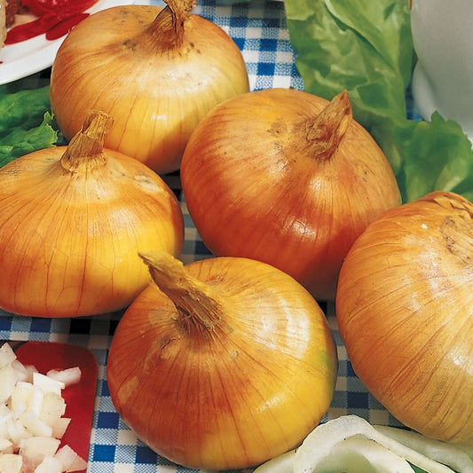 Walla Walla Sweet Onion Sets