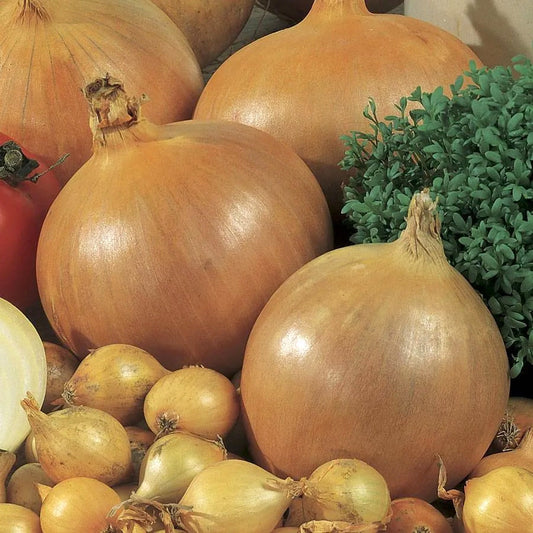 Candy Hybrid Onion Sets