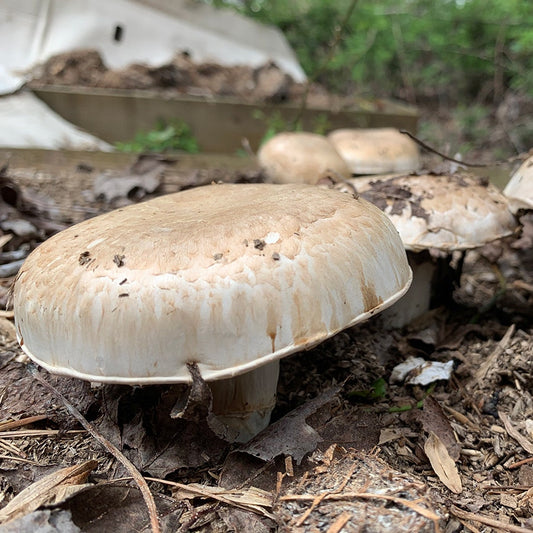 Mushroom Portabella Kit