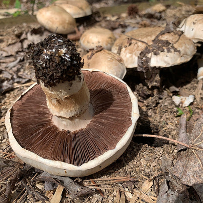 Mushroom Portabella Kit