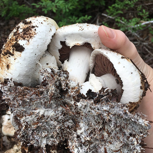 Mushroom Button Kit-6 lbs