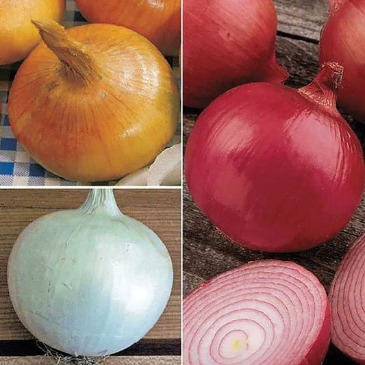 Short-Day (Southern) Onion Sets Mix