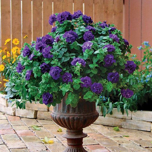 Petunia Double Wave® Blue Velvet
