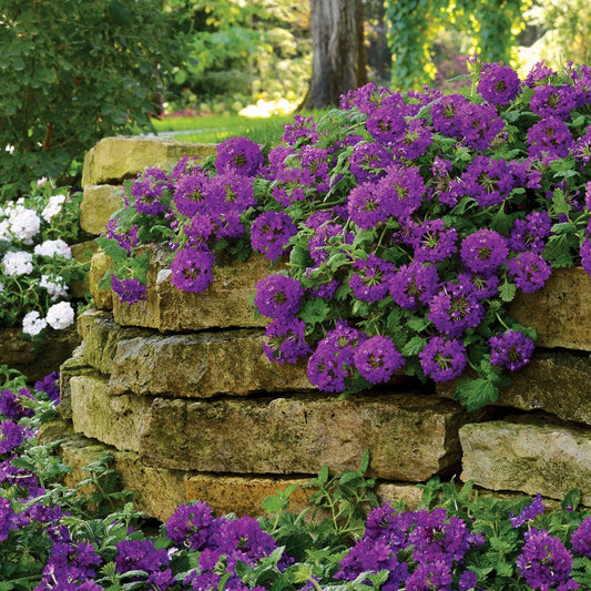 Verbena EnduraScape™ Dark Purple