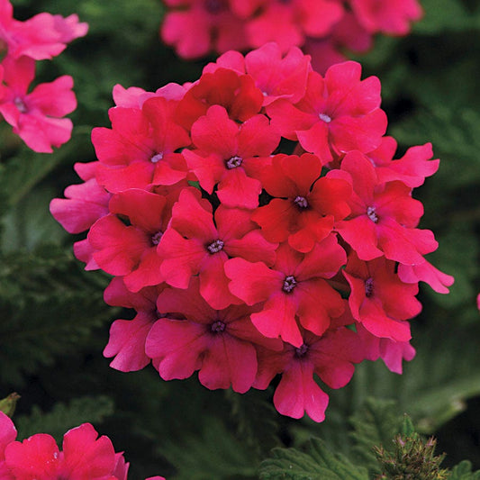 Verbena EnduraScape™ Hot Pink