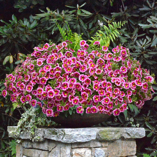 Calibrachoa Can-Can® Bumble Bee Pink