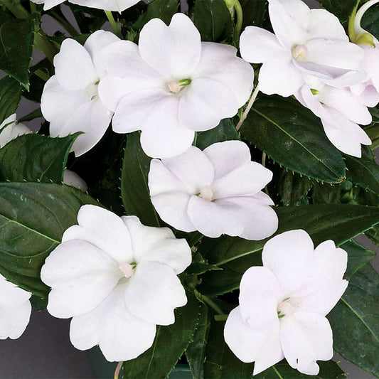 SunPatiens® Compact White