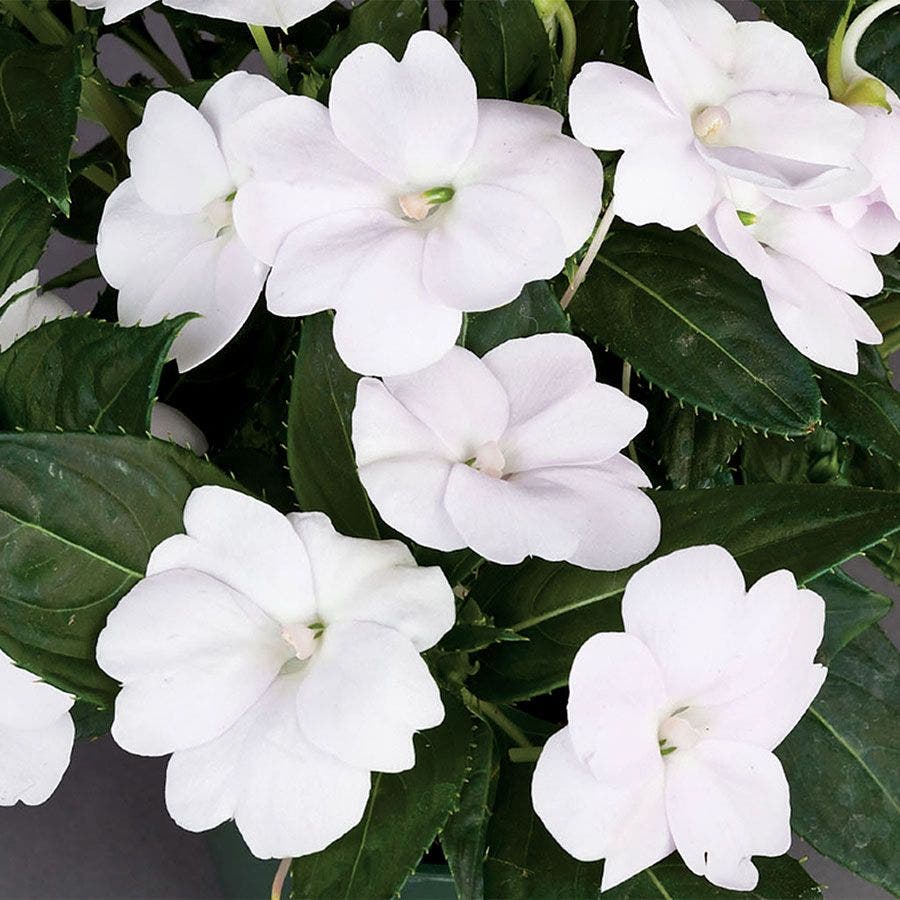SunPatiens® Compact White
