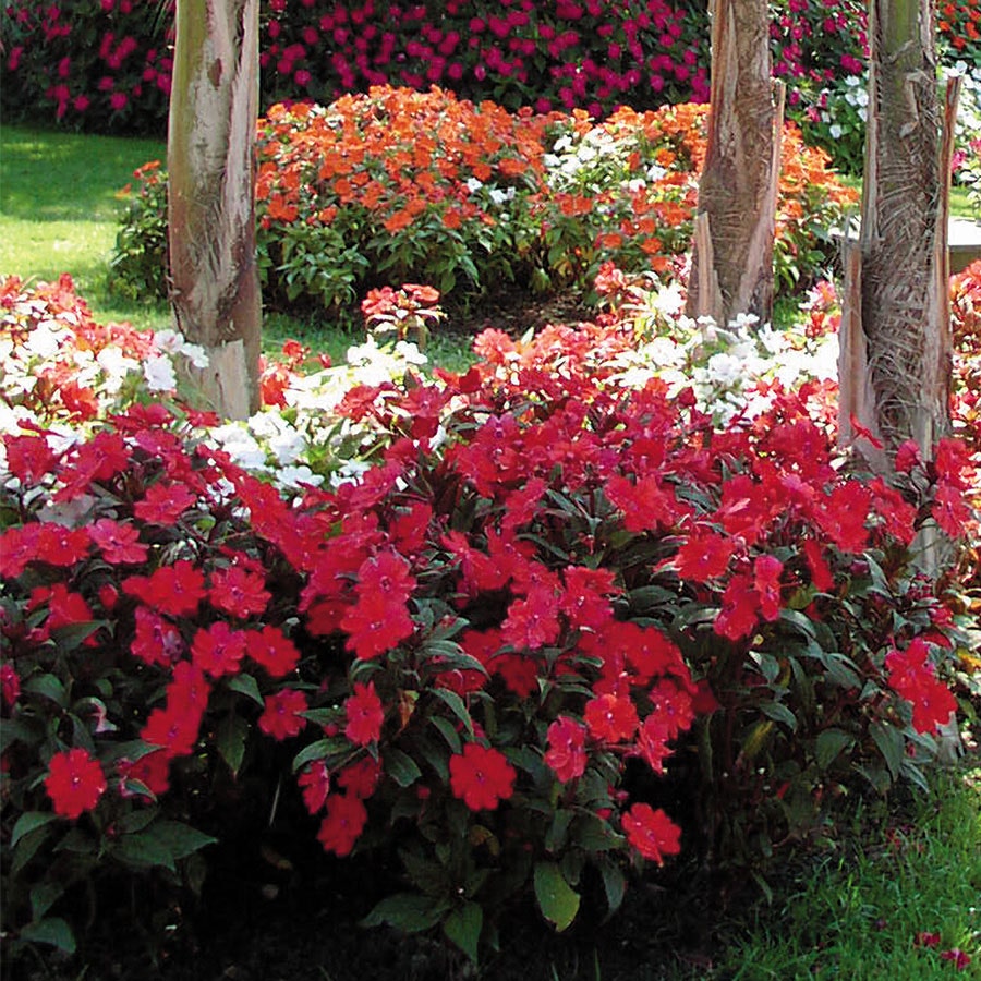 sunpatiens flower seeds SunPatiens® Vigorous Red – Park Seed