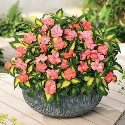 SunPatiens® Vigorous Variegated Salmon
