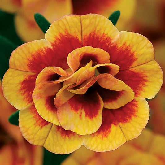 Calibrachoa MiniFamous™ Neo Double Orangetastic
