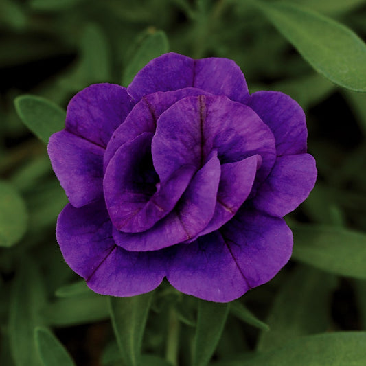 Calibrachoa MiniFamous® Neo Double Dark Blue