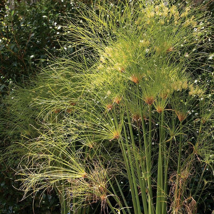 Papyrus