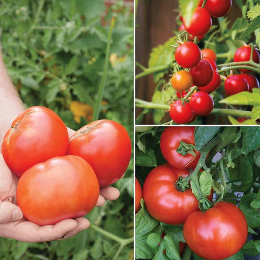 Park's Top Tomato Collection