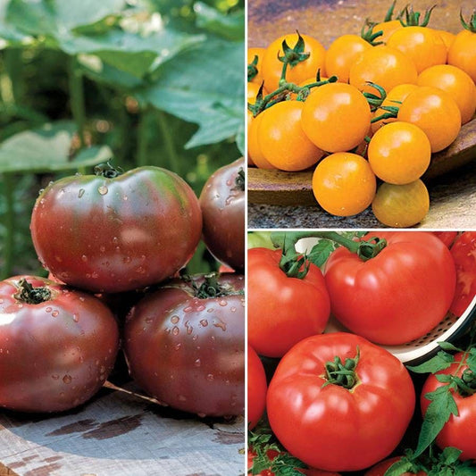 Tomato Sampler Collection