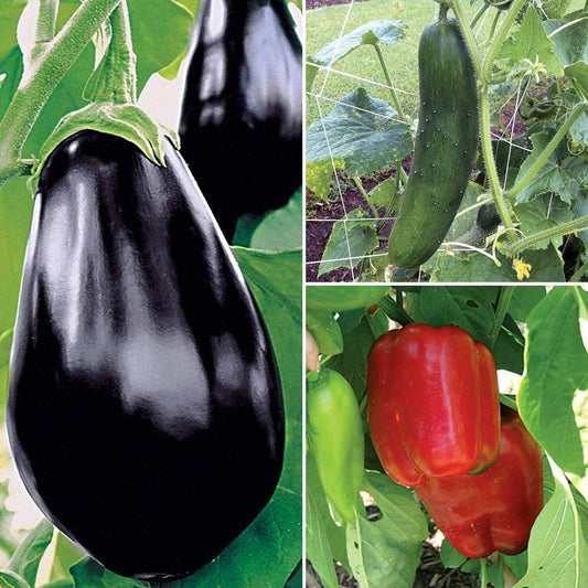 Summer Vegetable Collection