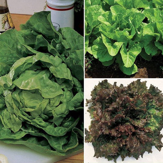 Chef's Lettuce Collection