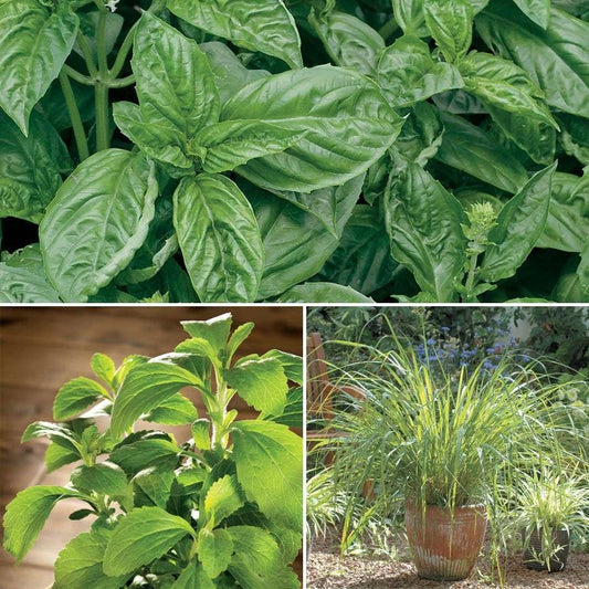 Kitchen Herbs Collection