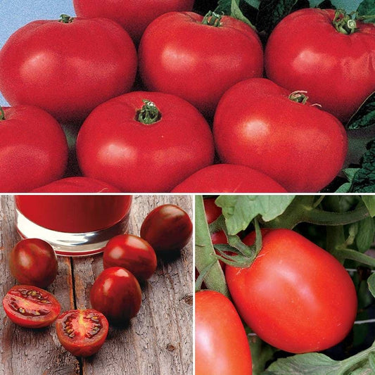 Heirloom Tomato Collection