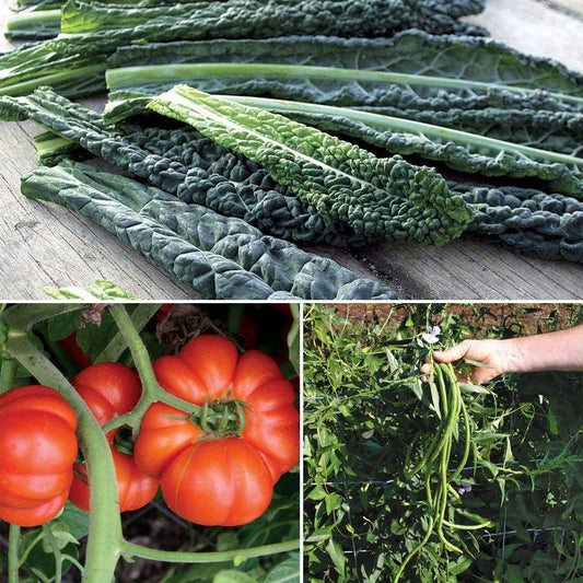 Heirloom Summer Vegetable Collection