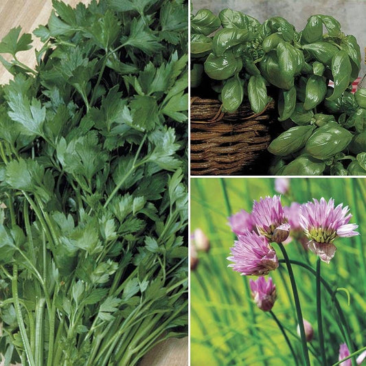 Heirloom Herbs Collection