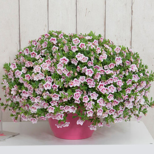 Calibrachoa MiniFamous® Uno Double Pinktastic