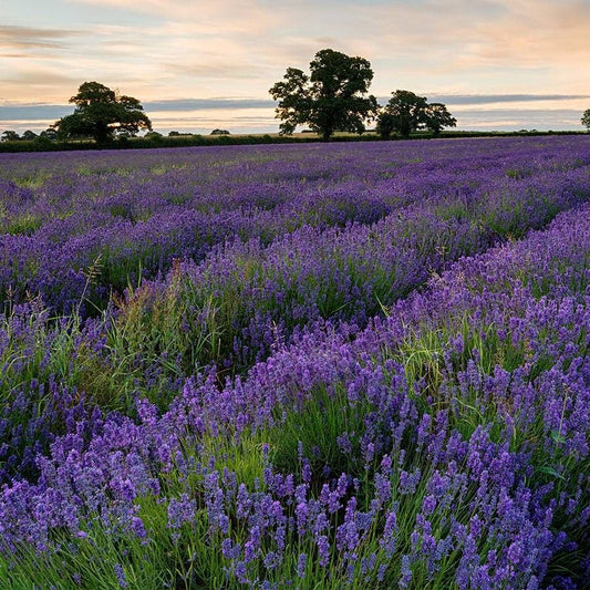 Park Seed Lavender Seed Collection