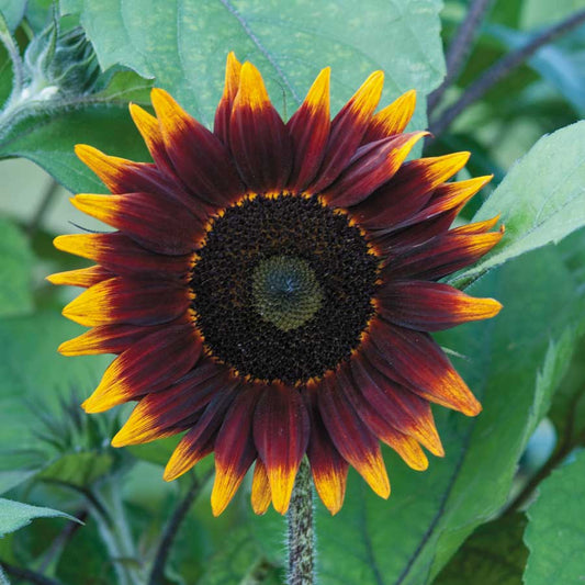 Shock o Lat Sunflower Seeds