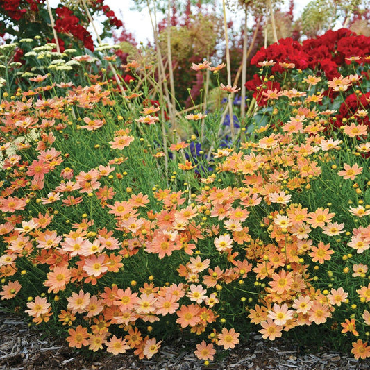 Coreopsis Créme Caramel Tickseed