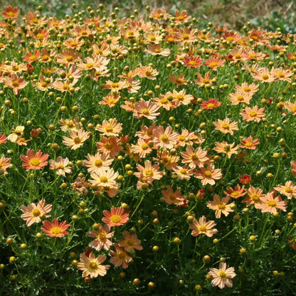 Coreopsis Créme Caramel Tickseed