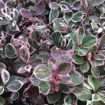 Gaultheria Winter Splash™ Wintergreen
