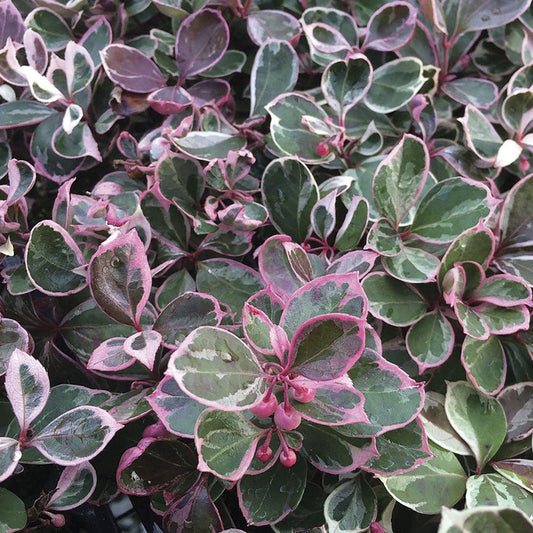 Gaultheria Winter Splash™ Wintergreen