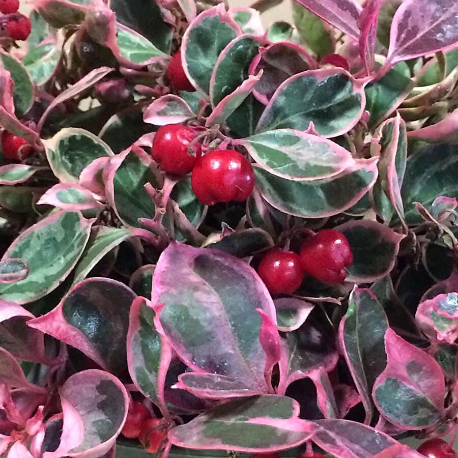 Gaultheria Winter Splash™ Wintergreen