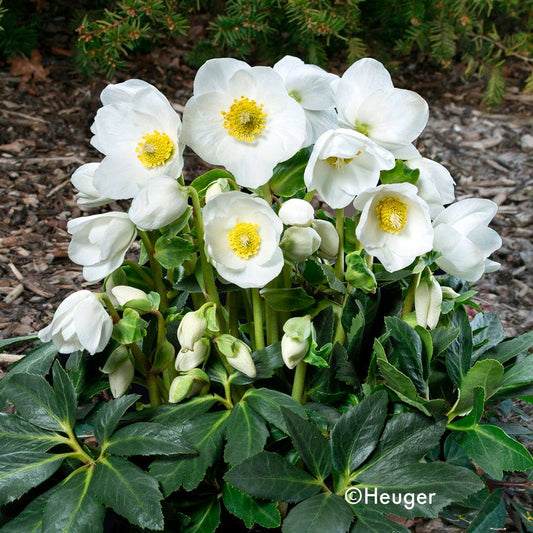 Helleborus HGC® Jesko Hellebore