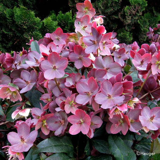 Helleborus HGC® Merlin® Hellebore