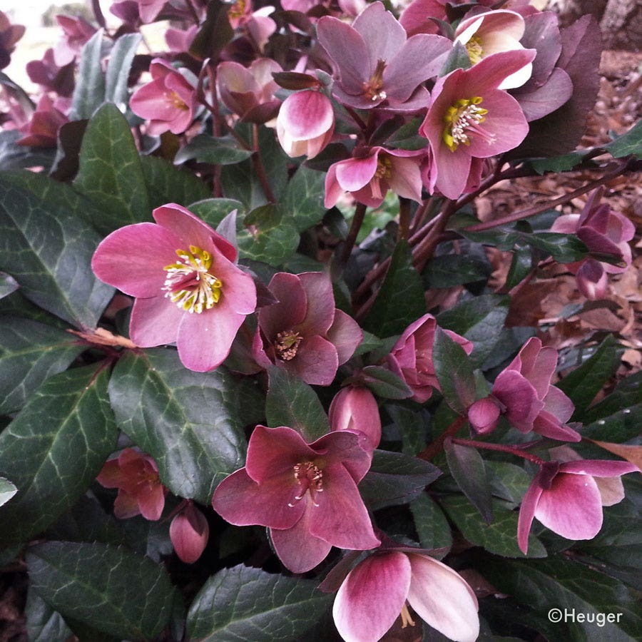 Helleborus HGC® Merlin® Hellebore
